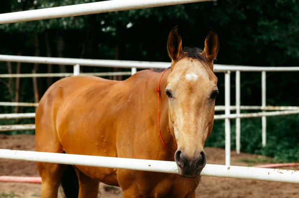 Hermosos Caballos Animales Pastos Establos Paseos Caballo —  Fotos de Stock