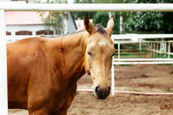 Güzel atlar, hayvanlar, mera, ahır, Binicilik