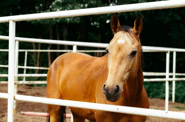 Hermosos Caballos Animales Pastos Establos Paseos Caballo —  Fotos de Stock