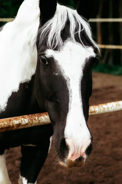 Hermosos Caballos Animales Pastos Establos Paseos Caballo —  Fotos de Stock