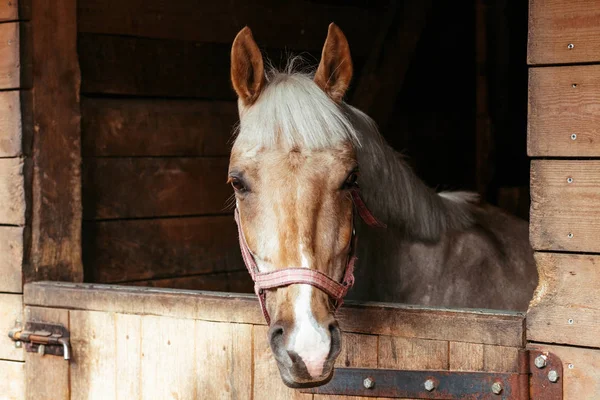 Güzel atlar, hayvanlar, mera, ahır, Binicilik,