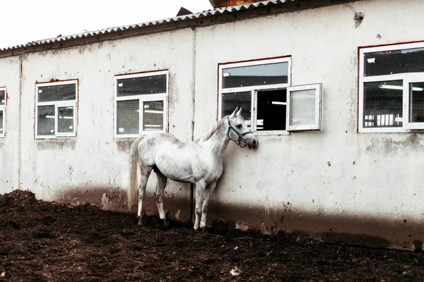 Güzel atlar, hayvanlar, mera, ahır, Binicilik,