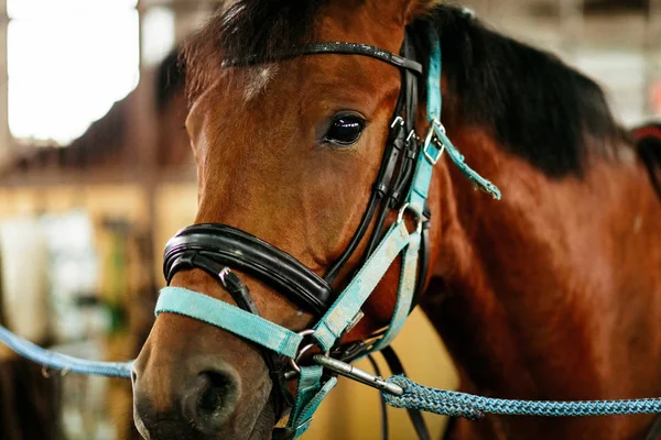 Güzel atlar, hayvanlar, mera, ahır, Binicilik,