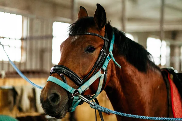 Belos Cavalos Animais Pasto Estábulos Passeios Cavalo — Fotografia de Stock