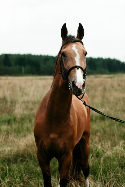 Güzel atlar, hayvanlar, mera, ahır, Binicilik,