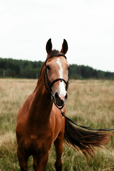 Güzel atlar, hayvanlar, mera, ahır, Binicilik,