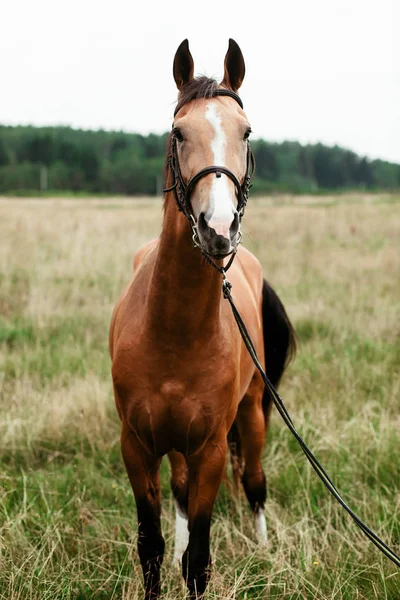 Hermosos Caballos Animales Pastos Establos Paseos Caballo —  Fotos de Stock