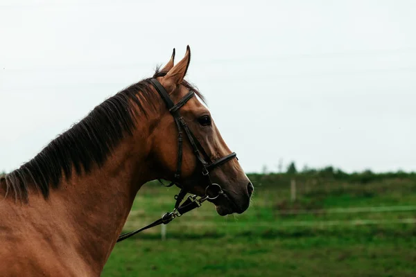 Prachtige Paarden Dieren Weide Stallen Horseback Het Berijden — Stockfoto