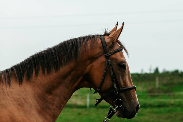 Красивые лошади, животные, пастбища, конюшни, верховая езда
