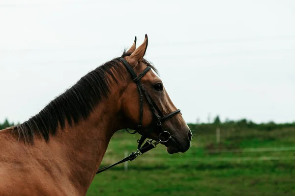 Güzel atlar, hayvanlar, mera, ahır, Binicilik