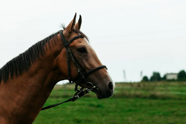 Belos Cavalos Animais Pasto Estábulos Passeios Cavalo — Fotografia de Stock