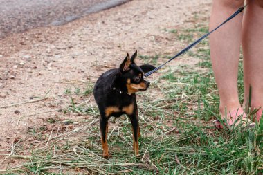 Küçük köpek tasmalı