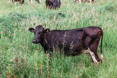 Mera üzerinde boğalar inek otlatmak