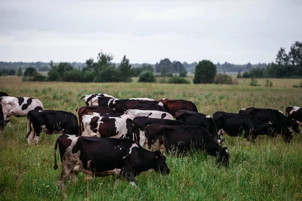 stock image cows graze on pasture, bulls