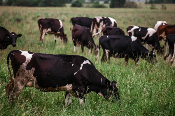 Mera üzerinde boğalar inek otlatmak