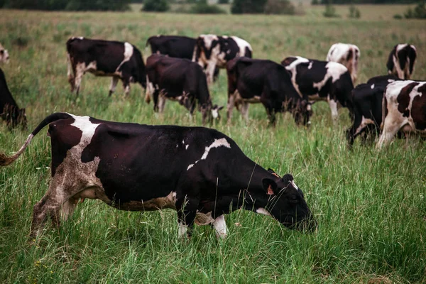 Mera üzerinde boğalar inek otlatmak