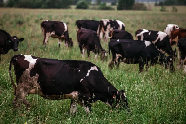 Cows Graze Pasture Bulls — Stock Photo, Image