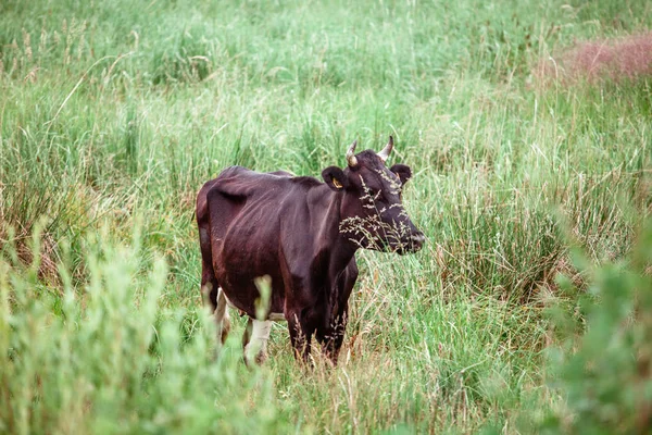 Mera üzerinde boğalar inek otlatmak