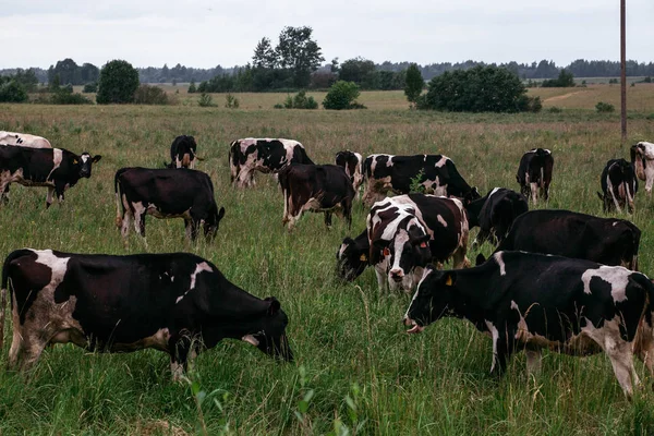 Mera üzerinde boğalar inek otlatmak