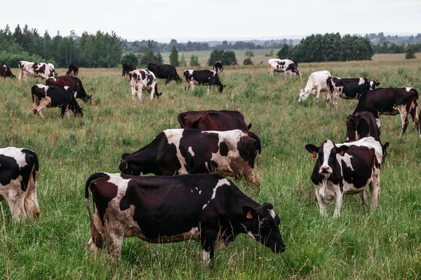 Mera üzerinde boğalar inek otlatmak