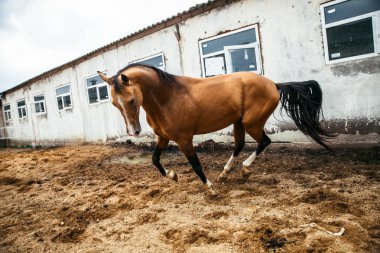 Kahverengi kalem, ATI aygır