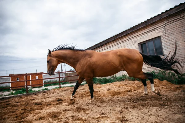Cavalo Castanho Numa Caneta Garanhão — Fotografia de Stock