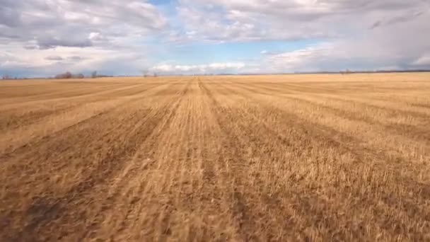Una vista real de los campos de cultivo en el soleado día de verano — Vídeos de Stock