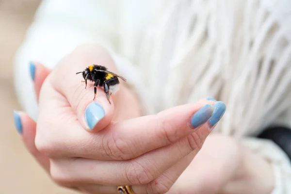 Close Bee Sitting Womans Hand Blue Nails — Stock Photo, Image