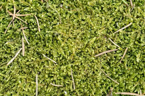 Close Green Moss Texture Background Pattern — Stock Photo, Image