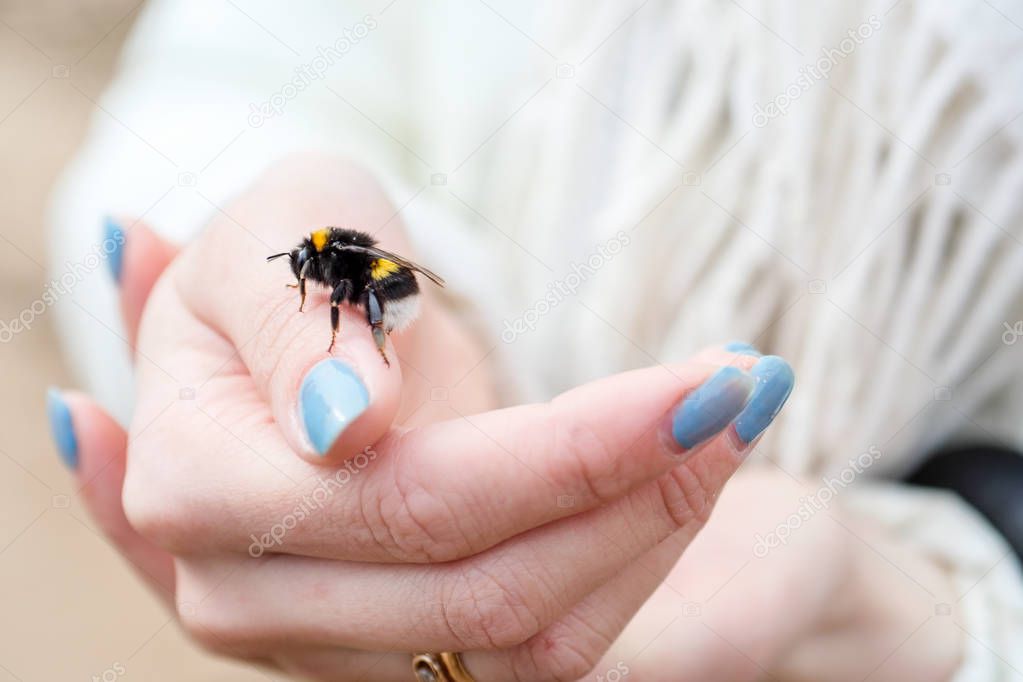 Close up of Bee sitting on womans hand with blue nails  