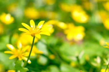 Sarı küçük kırlangıçotu çiçek yakın çekim arka plan