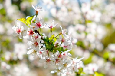 Kiraz çiçeği çiçek yakın çekim arka plan