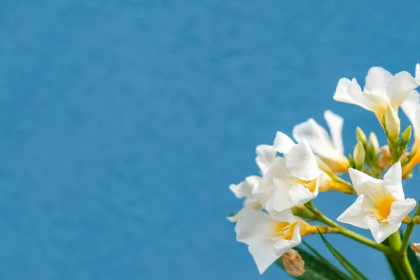 Witte Narcissus Blauwe Achtergrond Kopiëren Van Ruimte — Stockfoto