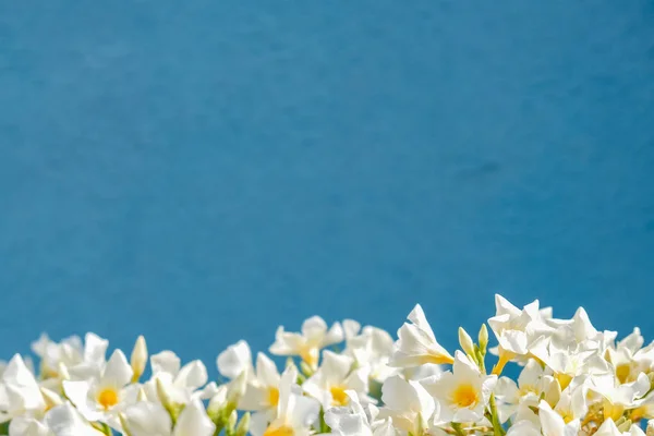 Witte Narcissus Blauwe Achtergrond Kopiëren Van Ruimte — Stockfoto