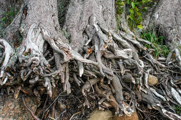 Kořeny Stromu Trčí Země — Stock fotografie