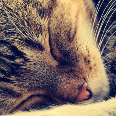 Uyuyan bir kedi, kare biçiminde çehresini. Tonda. Yakın çekim.