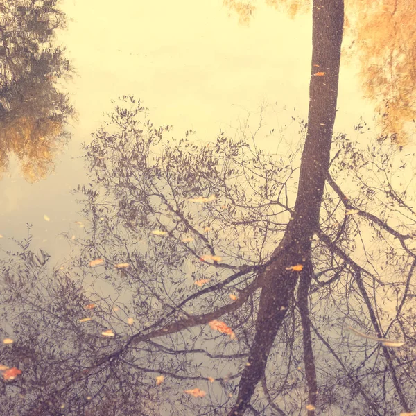 Reflexão Água Uma Árvore Outono Formato Quadrado Tonificado — Fotografia de Stock