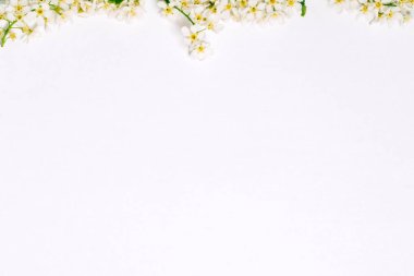 Beyaz arka planda kuş kiraz çiçeği dalı.