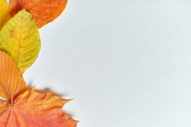 Fotokopi alanı ve ahşap masadaki kuru yapraklarla sonbahar kavramı.