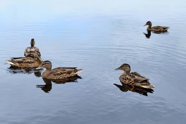 Anatre Selvatiche Galleggianti Sul Lago Estate — Foto Stock