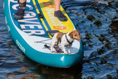 RUSSIA, ST.PETERSBURG - 8 Ağustos 2020: Evcil köpek sup sörfü yapıyor.