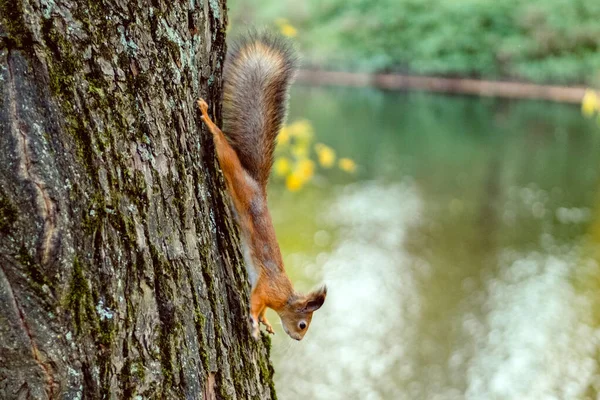 Esquilo Uma Árvore Parque Outono — Fotografia de Stock