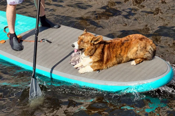 A dog on a surfboard with a person floating on the water.
