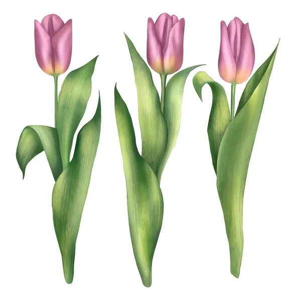 Üç pembe çiçek lale i