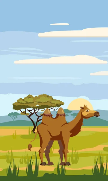 Camel bonito desenho animado estilo em fundo savana África, isolado, vetor — Vetor de Stock