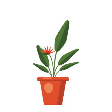 STERLİÇYA Viktorya, çiçek ya da cennet kuşu. Yeşil yaprakları, turuncu ve mor buket çiçek. Güney Afrika çiçekli bitki vazo içinde. Beyaz arka plan üzerinde izole vektör çizim