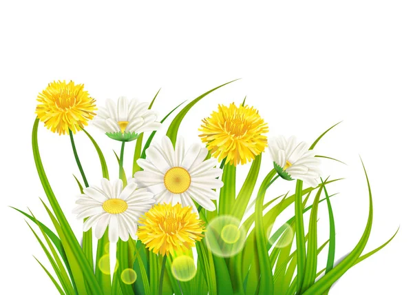 Primavera fresca camomila suculenta e flores de dente-de-leão e grama verde, vetor, modelo, ilustração, isolado — Vetor de Stock
