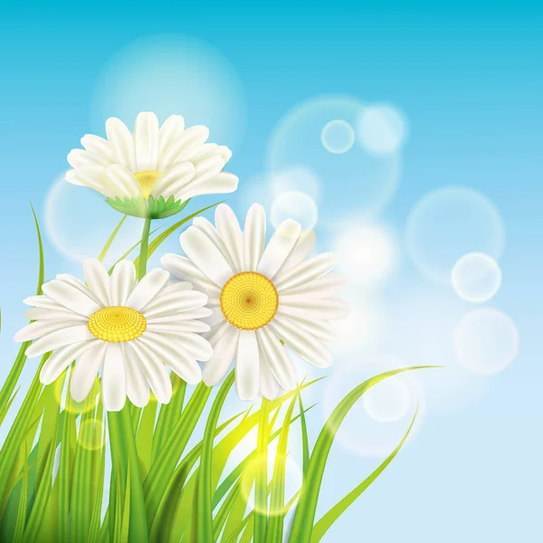 Primavera margaritas fondo hierba verde fresca, agradables colores jugosos primavera, vector, ilustración, plantilla, bandera, aislado — Vector de stock