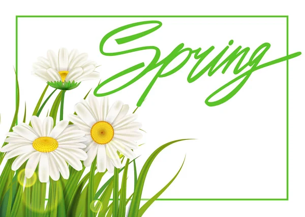 Primavera margaridas fundo fresco grama verde, agradáveis cores suculentas primavera. Manuscrito de primavera Lettering. Vetor, modelo, ilustração, isolado — Vetor de Stock