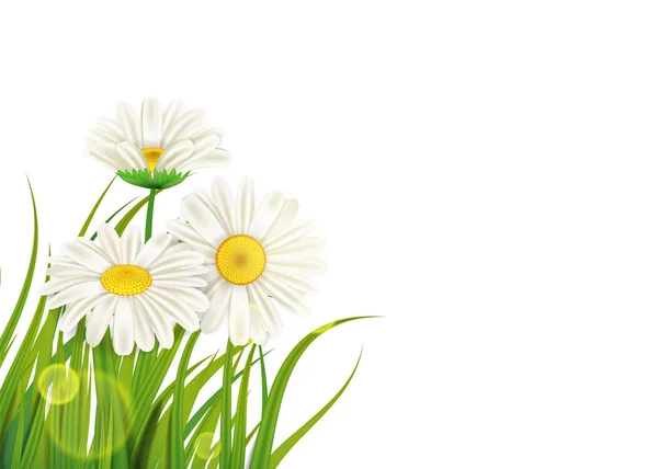 Friss tavaszi lédús Kamilla virág és zöld fű, vektor, template, illusztráció, elszigetelt — Stock Vector